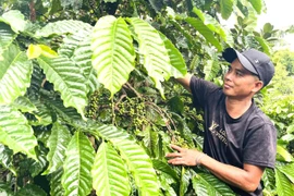 Nhờ được hỗ trợ bò giống và vay vốn ưu đãi, gia đình ông Kpuih Pup (làng Tai Glai, xã Ia Ko, tỉnh Gia Lai) đã vươn lên thoát nghèo.