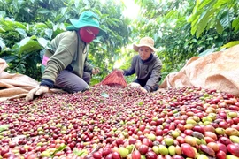 Ðịnh vị cà phê đặc sản Gia Lai