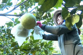 Nâng tầm giá trị nông nghiệp từ tái cơ cấu