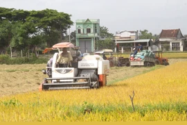 Phương pháp canh tác lúa SRI được triển khai tại xã Tuy Phước mang lại hiệu quả cao. - Trong ảnh: Nông dân thu hoạch lúa vụ Hè Thu năm 2025. Ảnh: Trọng Lợi