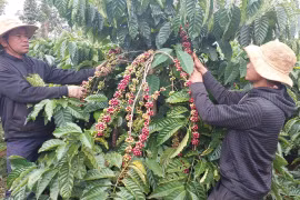 Dịch vụ chăm sóc vườn cà phê trọn gói: Hai bên cùng có lợi