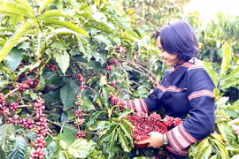 Công ty TNHH Jrai IaLy liên kết với 30 hộ đồng bào dân tộc thiểu số xây dựng vùng nguyên liệu 50 ha tại xã Ia Phí, hình thành chuỗi sản xuất cà phê bền vững. Ảnh: Vũ Thảo