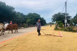 Nhờ thay đổi nếp nghĩ, cách làm, người dân xã Ia Mơ đã có cuộc sống khấm khá hơn nhờ canh tác lúa nước. Ảnh: P.D