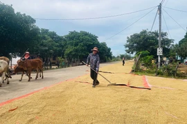 Nhờ thay đổi nếp nghĩ, cách làm, người dân xã Ia Mơ đã có cuộc sống khấm khá hơn nhờ canh tác lúa nước. Ảnh: P.D
