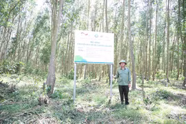 Chứng chỉ VFCS/PEFC giúp sản phẩm từ rừng của Công ty TNHH Lâm nghiệp Sông Kôn có giá trị kinh tế cao khi tiêu thụ trên thị trường trong và ngoài nước. Ảnh: N.N