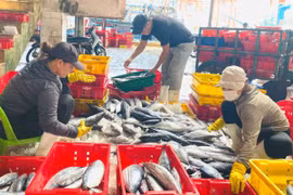 Nghề cá xa bờ nâng cao năng suất