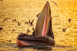 Cá voi và bản hòa ca của biển cả