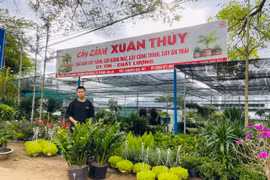 Khởi động thị trường cây cảnh phục vụ Tết nguyên đán