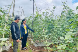 Gia Lai đẩy mạnh phát triển sản xuất rau, hoa và cây ăn quả theo hướng bền vững