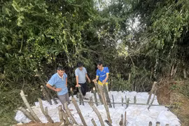 Đoạn đê sông Gò Chàm bị sạt lở được các lực lượng kịp thời gia cố.