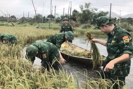 Cán bộ, chiến sĩ Đồn Biên phòng Cát Khánh giúp dân thu hoạch lúa tránh thiệt hại do mưa lớn gây ngập úng. 