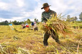 Dân làng chung tay hỗ trợ khắc phục hậu quả bão số 13 gây ra.