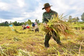 Dân làng chung tay hỗ trợ khắc phục hậu quả bão số 13 gây ra.