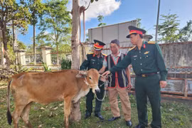 Đoàn Kinh tế-Quốc phòng 710 trao 35 con bò sinh sản cho các hộ đồng bào DTTS.
