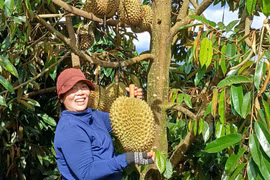 Chị Puih H’Ani thu hoạch sầu riêng của gia đình. Ảnh: Minh Khoa