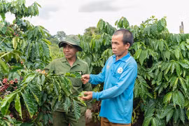 Canh tác thông minh - "Chìa khóa" nâng tầm cà phê Gia Lai.