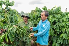 Canh tác thông minh - "Chìa khóa" nâng tầm cà phê Gia Lai.