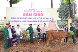 Đoàn Kinh tế-Quốc phòng 715 bàn giao bò giống sinh sản hỗ trợ hộ dân phát triển sinh kế.