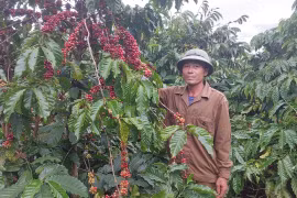 Niên vụ thu hoạch cà phê 2025-2026: Thấp thỏm vì thời tiết bất lợi và khan hiếm nhân công.