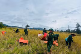 Đồn Biên phòng Ia Chia hỗ trợ người dân thu hoạch lúa, gia cố nhà cửa trước bão số 13
