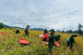 Đồn Biên phòng Ia Chia hỗ trợ người dân thu hoạch lúa, gia cố nhà cửa trước bão số 13