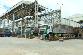 Nhà máy Đường An Khê chính thức bước vào vụ ép 2025-2026