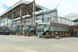 Nhà máy Đường An Khê chính thức bước vào vụ ép 2025-2026