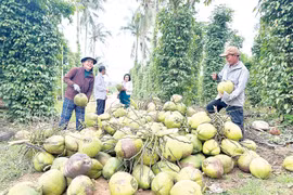 Trái cây đạt chuẩn giúp nhà nông đón Tết đủ đầy