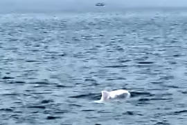 Đàn cá heo trắng tung tăng bơi lượn ở biển Quảng Ninh