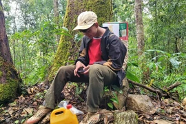 Ngược núi lên đỉnh Ngọc Linh 'ăn Tết với sâm'