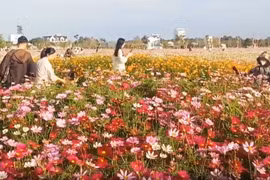 Cánh đồng hoa sao nhái tuyệt đẹp dịp Tết ở Cà Mau