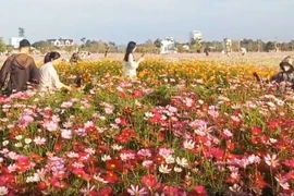 Cánh đồng hoa sao nhái tuyệt đẹp dịp Tết ở Cà Mau