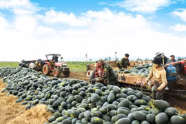 Mùa dưa Tết trên cao nguyên