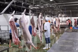 Chấn chỉnh công tác kiểm soát giết mổ gia súc, tăng cường kỷ luật, kỷ cương trong thực thi công vụ