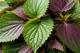 Bác sĩ: Những điều cần biết khi dùng tía tô