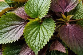 Bác sĩ: Những điều cần biết khi dùng tía tô