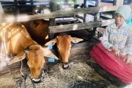 Chủ động phòng, chống rét, bảo vệ đàn vật nuôi