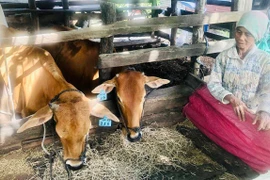 Chủ động phòng, chống rét, bảo vệ đàn vật nuôi