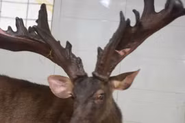 Một nông dân bán cặp nhung nai 'khủng' với giá 107 triệu đồng