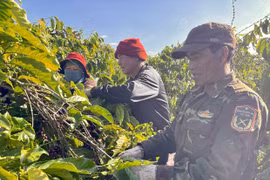 Rẫy chung ở Đak Đoa