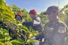 Rẫy chung ở Đak Đoa