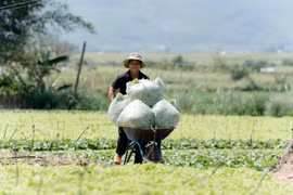 “Đòn bẩy” giúp nông dân sản xuất hiệu quả