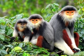 Quy định mới về quản lý loài nguy cấp, quý, hiếm