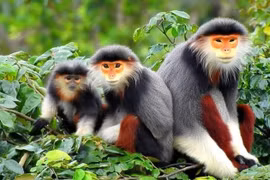 Quy định mới về quản lý loài nguy cấp, quý, hiếm