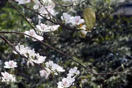 Những điểm đến đẹp nhất Việt Nam vào tháng Ba