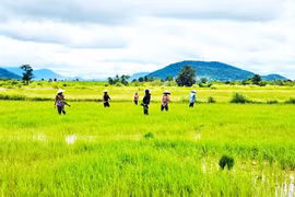 Xuân ấm no trên những cánh đồng vùng biên