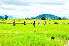 Xuân ấm no trên những cánh đồng vùng biên