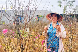 Đào thắm, mai vàng khoe sắc trên cao nguyên