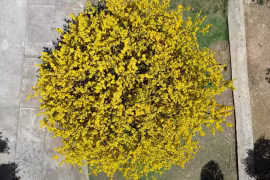 Cây mai đẹp nhất Đồng Nai bung nở rực rỡ, du khách lái xe gần 100 km đến chụp hình