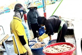 Ngư dân trúng mùa ruốc